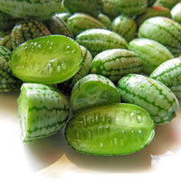 Mirzachul melon vines wachsend in sun-rich yard
