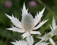 Weiß Eryginum Blumensamen Aussaat