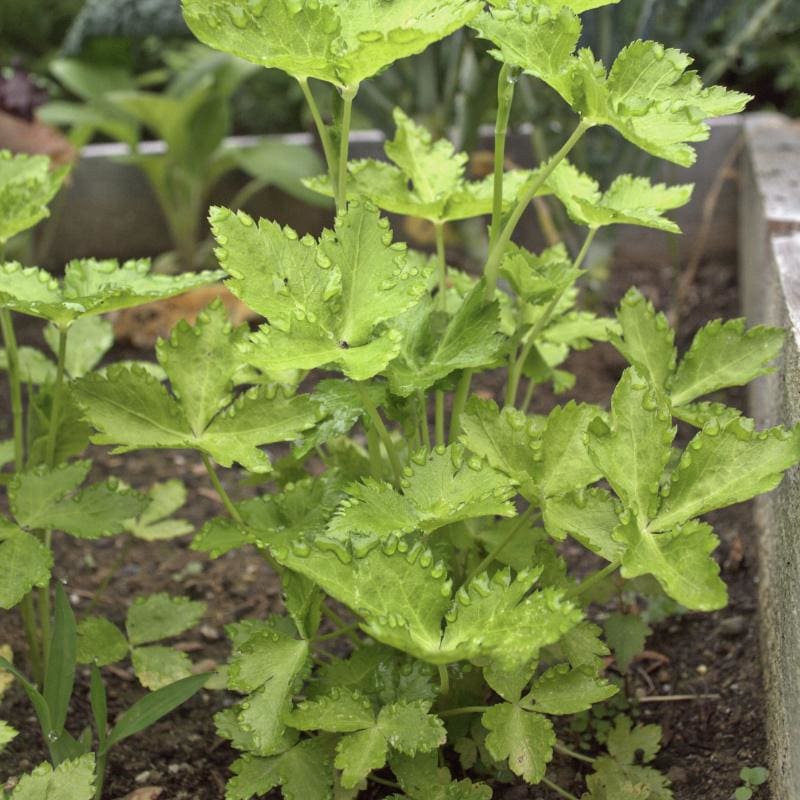 Mitsuba Japanese Parsley Samen Cryptotaenia japonica ornamental foliage