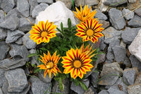Mittagsgold Blumensamen zur Aussaat Drought verträglich Traditionssorte & ohne Gentechnik Samen Hausgarten