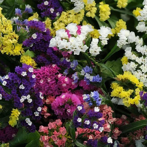 Statice Mischung Samen zur Aussaat leuchtend Blüten für Frühlingsgärten