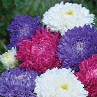 Mixed aster blume samen for anpflanzung