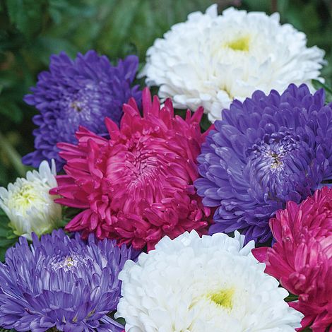 Mixed aster blume samen for anpflanzung