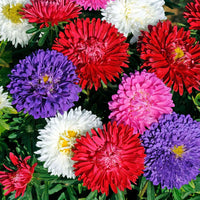 Butterflies attracted to vibrant multicolor aster blumen in sunlight