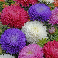Mixed aster samen for anpflanzung producing vibrant colorful blooms