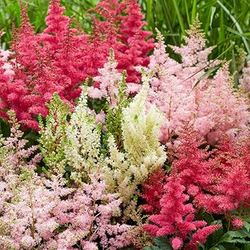 Mixed astilbe blume samen for anpflanzung