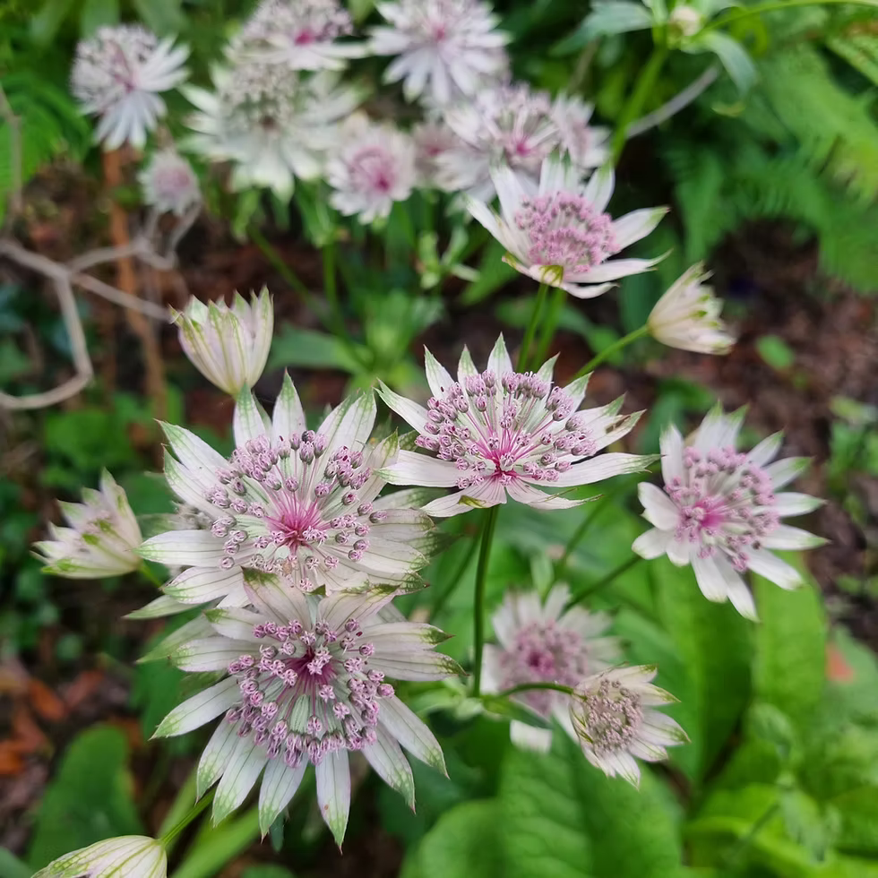 Mixed astrantia blume varieties blooming