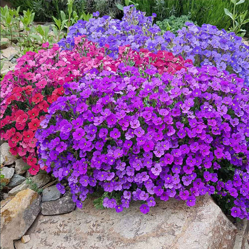 Mixed aubrieta blume samen for vibrant garten anpflanzung