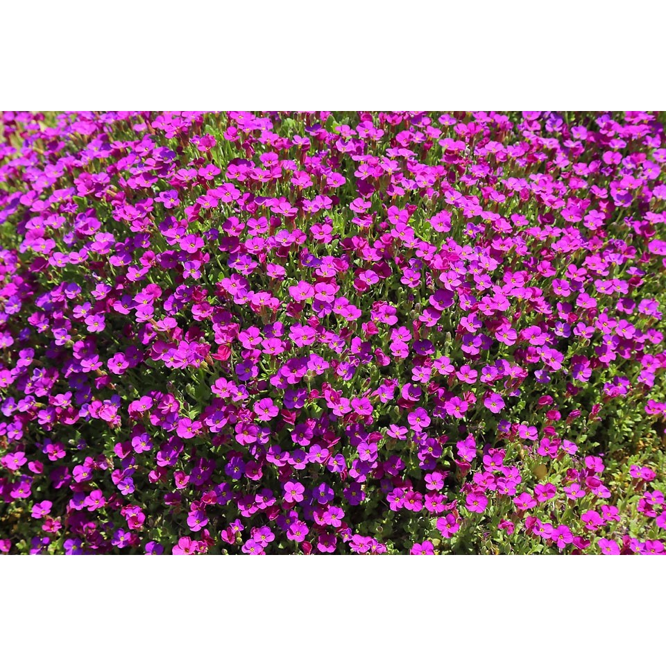 Mixed aubrieta blumen cascading over garten walls
