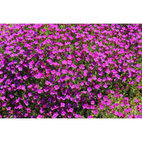 Mixed aubrieta blumen cascading over garten walls