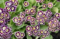 Mixed auricula blume samen