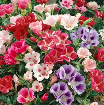 Mixed azalea blume samen for anpflanzung