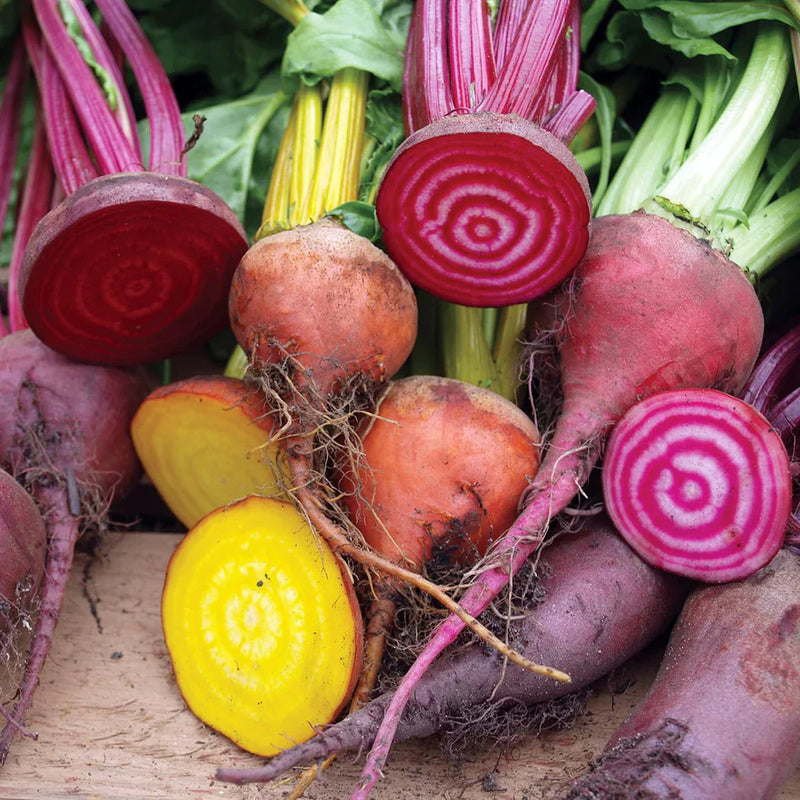 Mixed beetroot samen für aussaat in home gardens