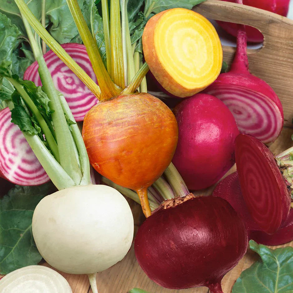 Different beetroot varieties wachsend in the garten