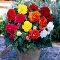 Mixed begonia blume samen for colorful garten anpflanzung
