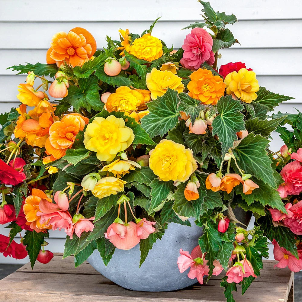 Mixed begonia samen for borders and containers
