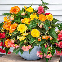 Mixed begonia samen for borders and containers
