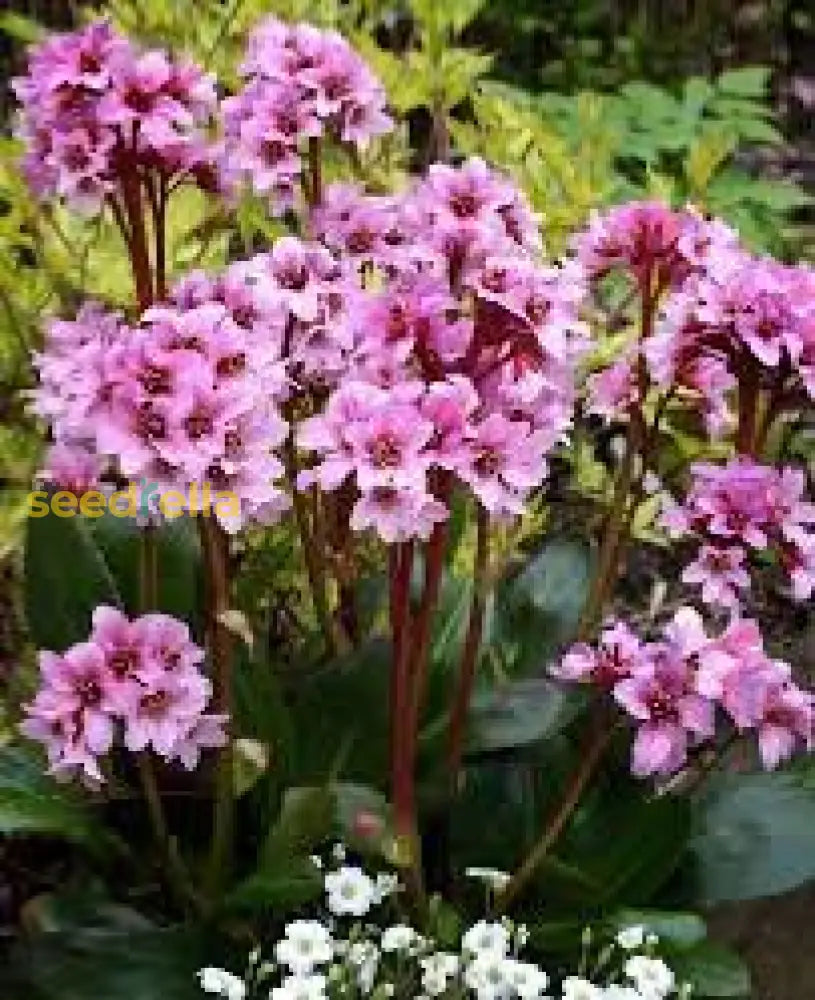 Mixed bergenia cordifolia blume anpflanzung samen - perennial for vibrant garten blooms