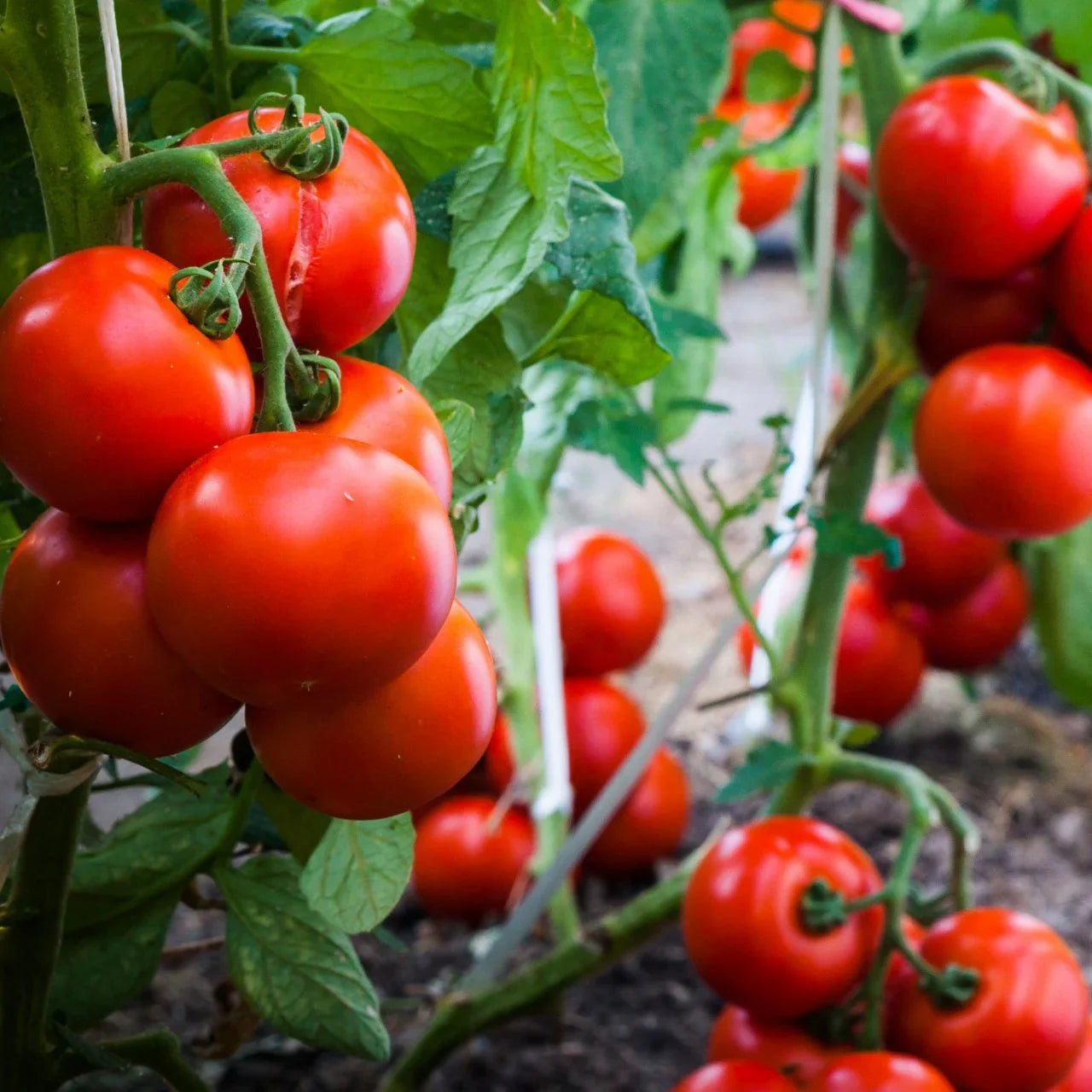 Mixed big huge tomato samen für aussaat
