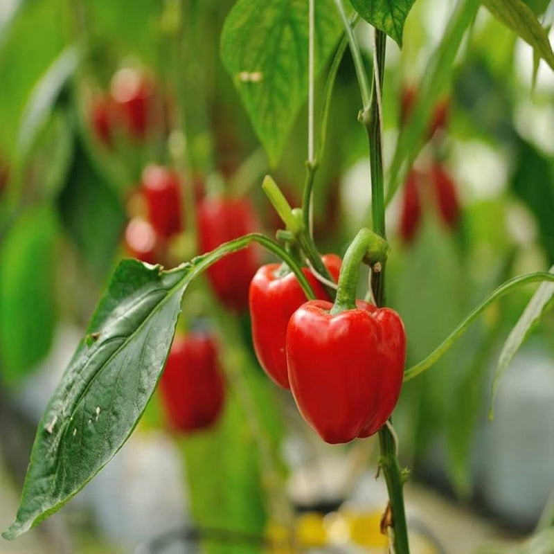Mixed capsicum peppers ripening on the pflanze