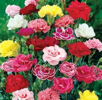 Mixed carnation blume samen for anpflanzung