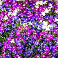 Mixed cascade blume samen