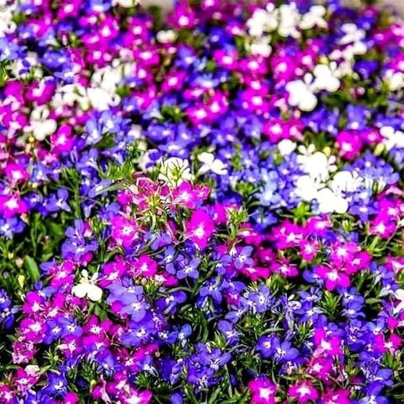 Mixed cascade blume samen
