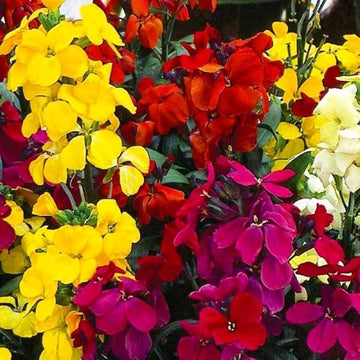 Mixed cheiranthus cheiri blume samen