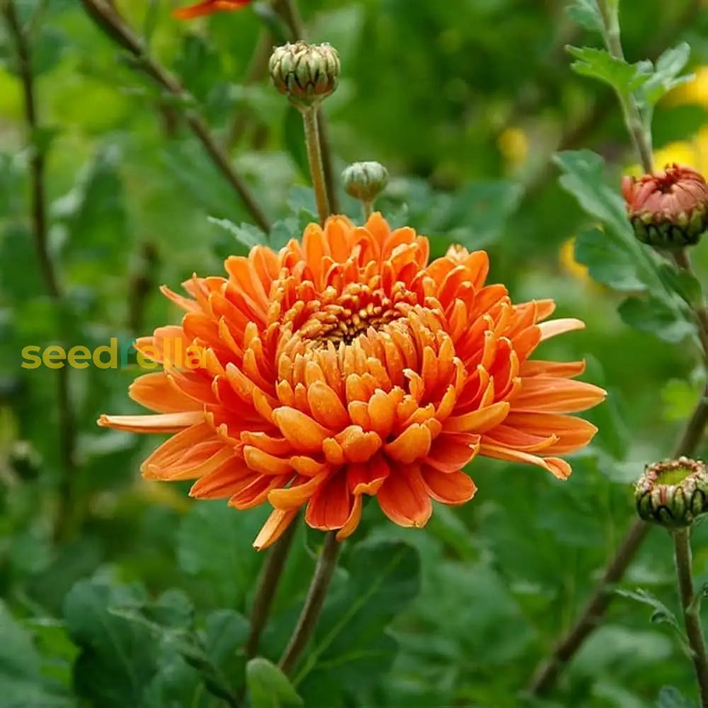 Mixed chrysanthemum blume samen