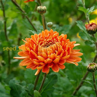 Mixed chrysanthemum blume samen