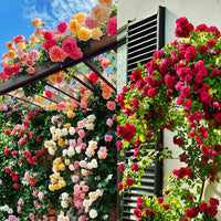 Mixed climbing rose samen for anpflanzung