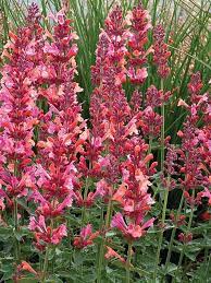 Mixed color Agastache hyssop Blumen blooming