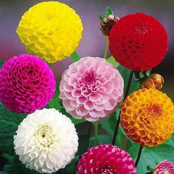 Mixed color dahlia blume samen for anpflanzung