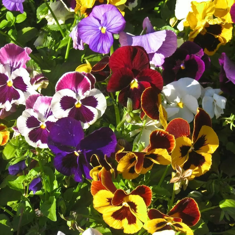 Mixed color pansy blume samen for anpflanzung