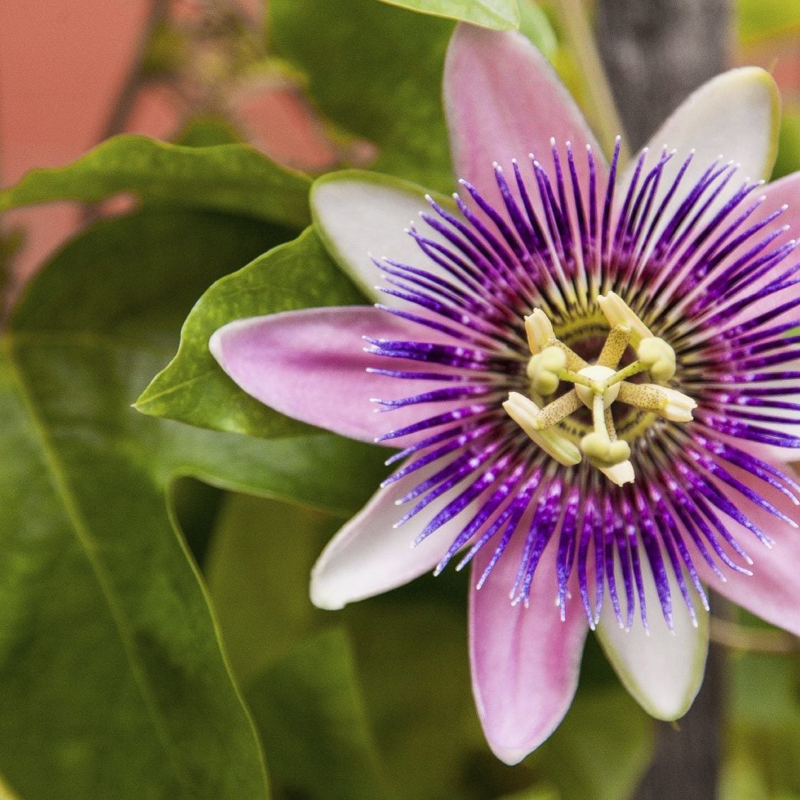 Mixed color passion blume samen for anpflanzung