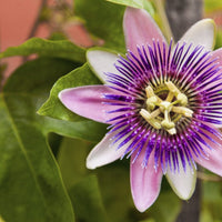 Mixed color passion blume samen for anpflanzung