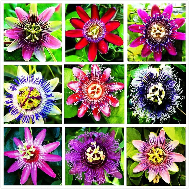 Mixed color passion blume samen for anpflanzung