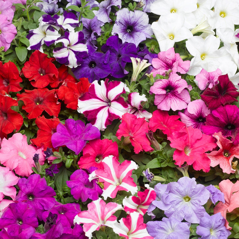 Mixed color petunia blume samen for anpflanzung