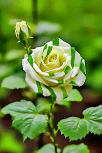 Weiß Grün Rose Blumensamen zur Aussaat – Traditionssorte – ohne Gentechnik – robust Garten Sorte Samen