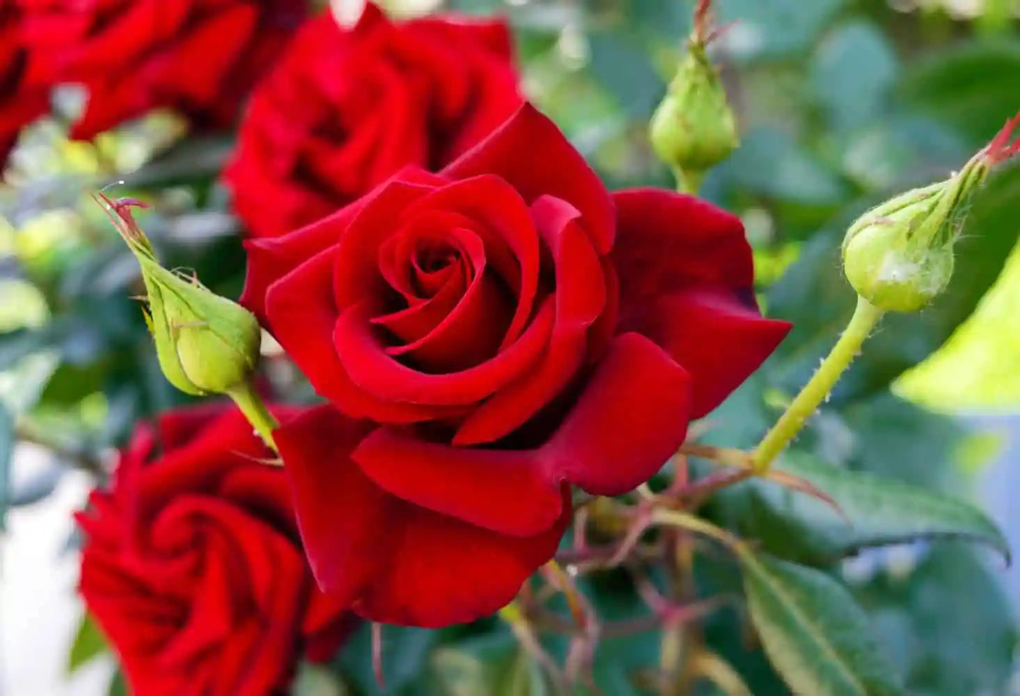 Mixed color roses blooming in home garten