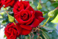 Mixed color roses blooming in home garten