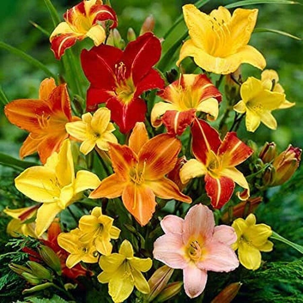 Mixed colors daylily hemerocallis samen for anpflanzung