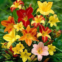 Mixed colors daylily hemerocallis samen for anpflanzung
