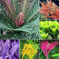 Mixed colour fern samen for gorgeous garten growth