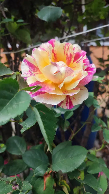 Rosa Gelb Walter Mains Blumensamen zur Aussaat lang Blüte Saison Traditionssorte & ohne Gentechnik Samen Hausgarten
