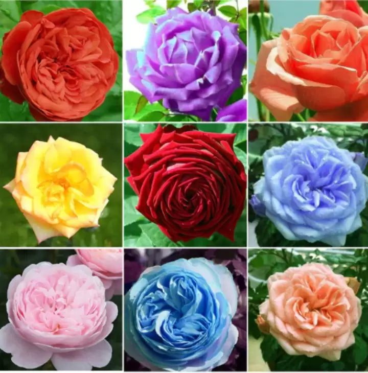 Mixed colours rose samen for garten anpflanzung