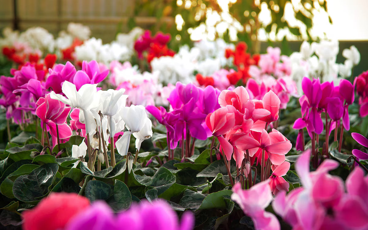 Mixed cyclamen blooms in decorative töpfen and borders