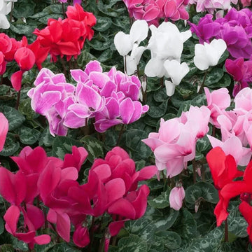 Mixed cyclamen samen for anpflanzung in garten or töpfen