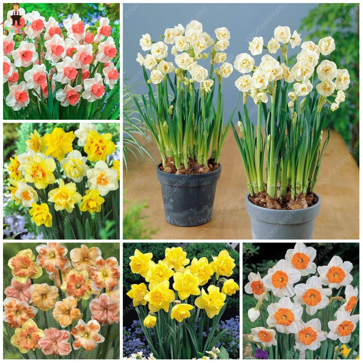 Mixed rainbow daffodil blumen wachsend in garten