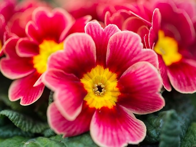 Mixed evening primrose samen for summer garten blooms